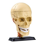 Набор для исследований Edu Toys Анатомический набор (голова) SK010