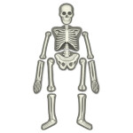 Набор для опытов 4M Юный врач Скелет человека (00-03375)