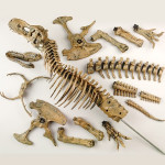 Набор для исследований Edu Toys Скелет динозавра VT026