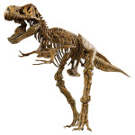 Набор для исследований Edu Toys Скелет динозавра VT026