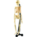 Набор для исследований Edu Toys Мини скелет SK 046